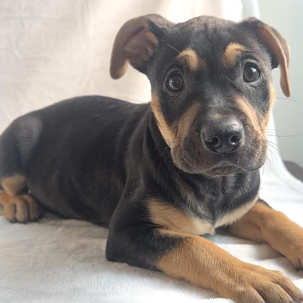 Enlarge Luci, a Adoptable mixed breed in Johnson City, TN image 5/5