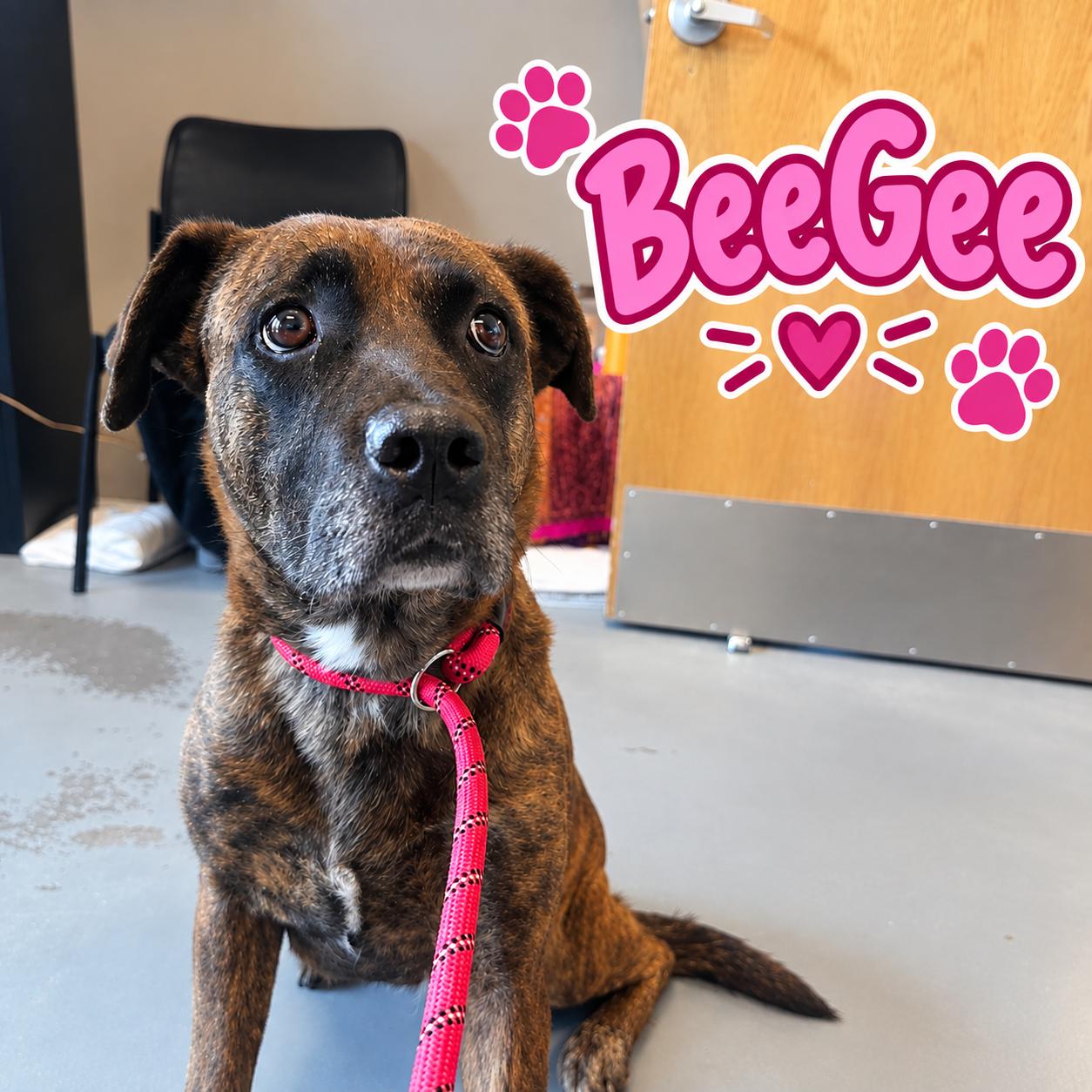 BeeGee, Adoptable, Adult Female Boxer.