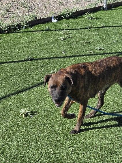 Enlarge BeeGee, a Adoptable mixed breed in Truth or Consequences , NM image 5/6