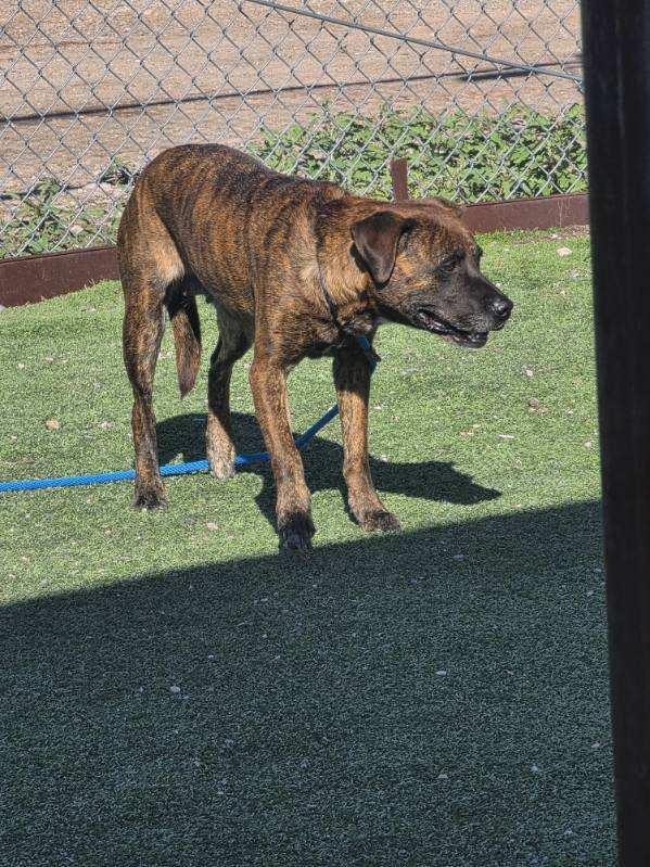 Enlarge BeeGee, a Adoptable mixed breed in Truth or Consequences , NM image 3/6