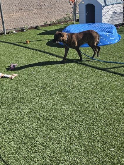 Enlarge BeeGee, a Adoptable mixed breed in Truth or Consequences , NM image 4/6