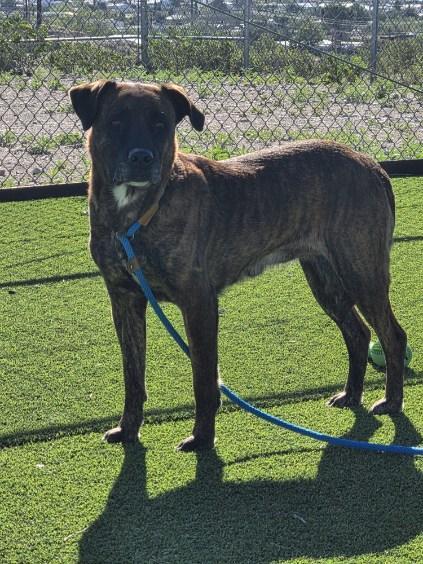 Enlarge BeeGee, a Adoptable mixed breed in Truth or Consequences , NM image 6/6