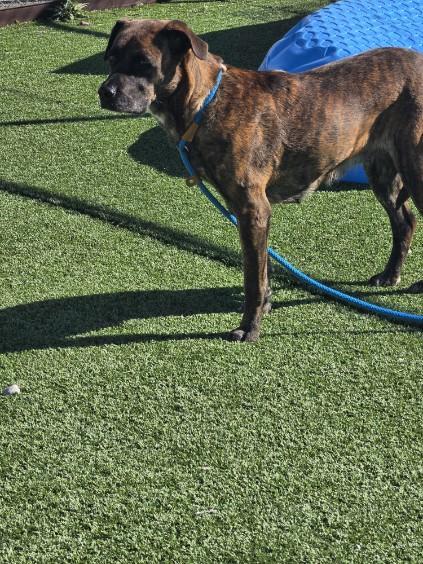 Enlarge BeeGee, a Adoptable mixed breed in Truth or Consequences , NM image 2/6