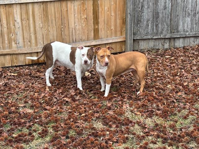 Enlarge Noodle and JJ, a ADOPTABLE mixed breed in Cedars, PA image 1/4