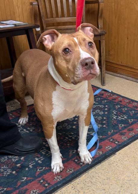 Enlarge Noodle and JJ, a ADOPTABLE mixed breed in Cedars, PA image 3/4