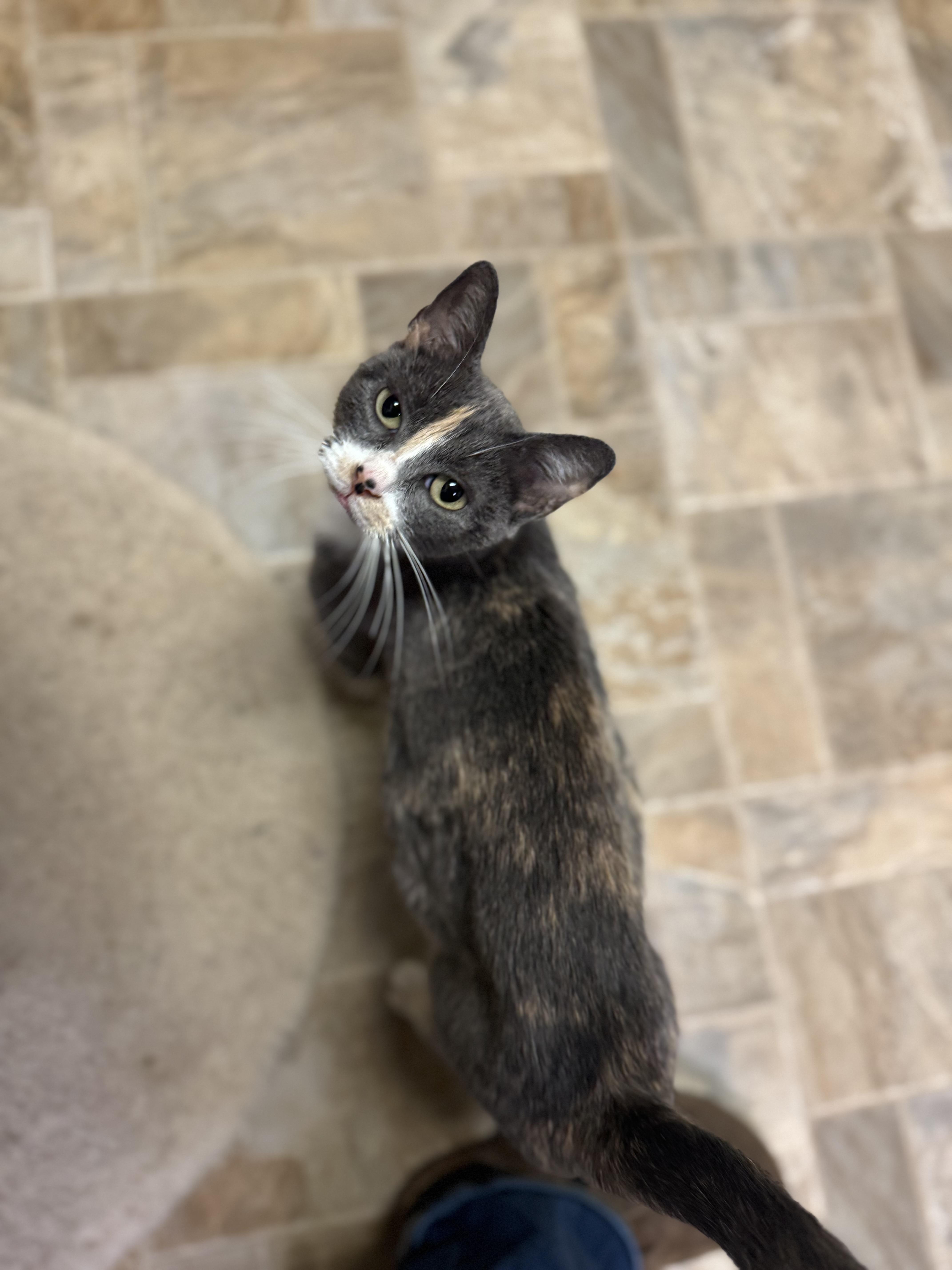 Enlarge Joy, a ADOPTABLE Domestic Short Hair in Dodgeville, WI image 1/3