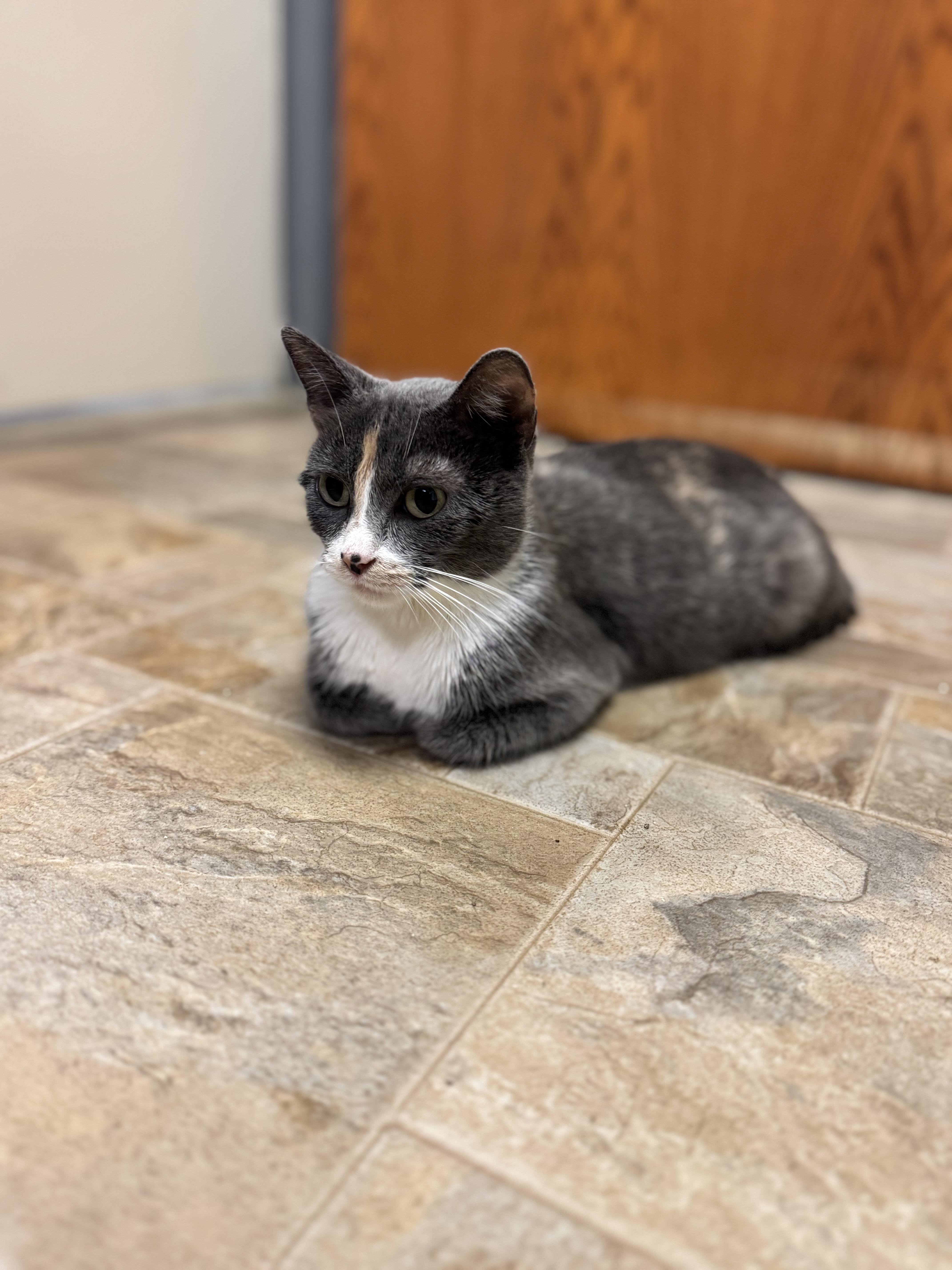 Enlarge Joy, a ADOPTABLE Domestic Short Hair in Dodgeville, WI image 2/3