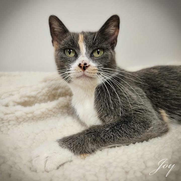 Enlarge Joy, a ADOPTABLE Domestic Short Hair in Dodgeville, WI image 3/3