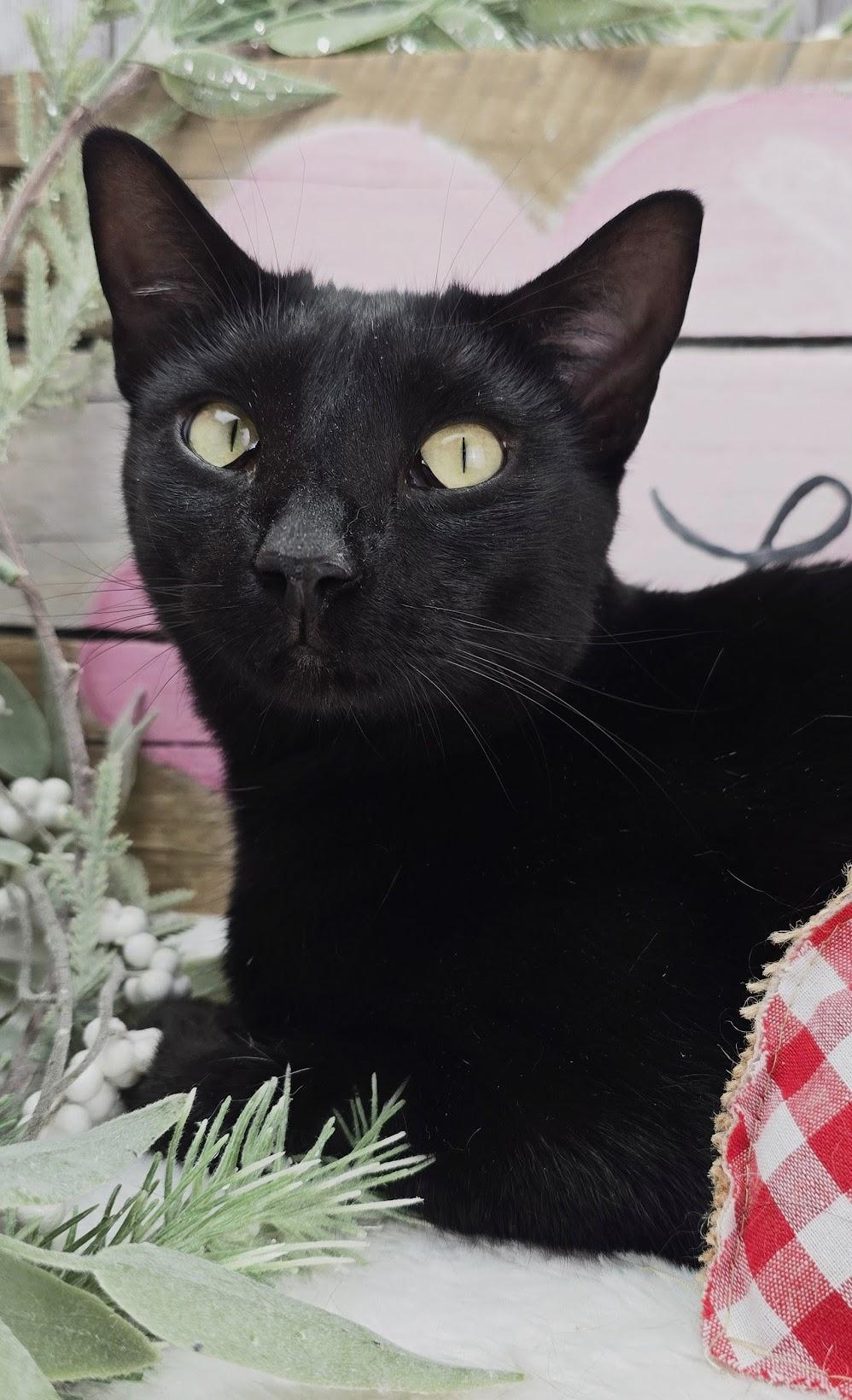 Enlarge Maya - The Gentle Charmer, a Adoptable Domestic Short Hair in Ocean Springs, MS image 1/5