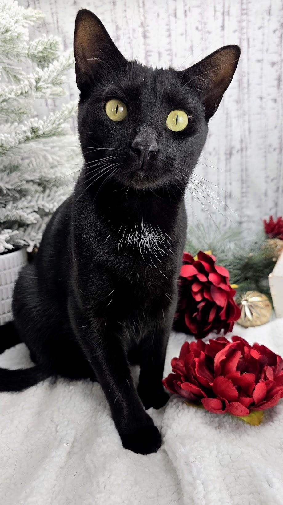 Enlarge Maya, a Adoptable Domestic Short Hair in Ocean Springs, MS image 3/5