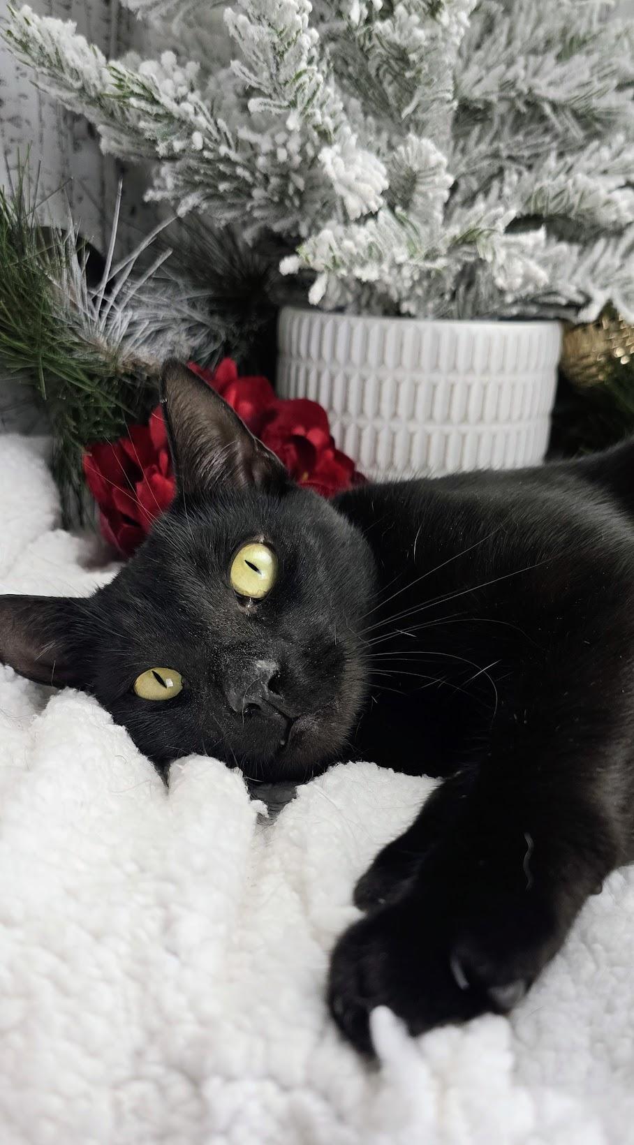 Enlarge Maya, a Adoptable Domestic Short Hair in Ocean Springs, MS image 1/5