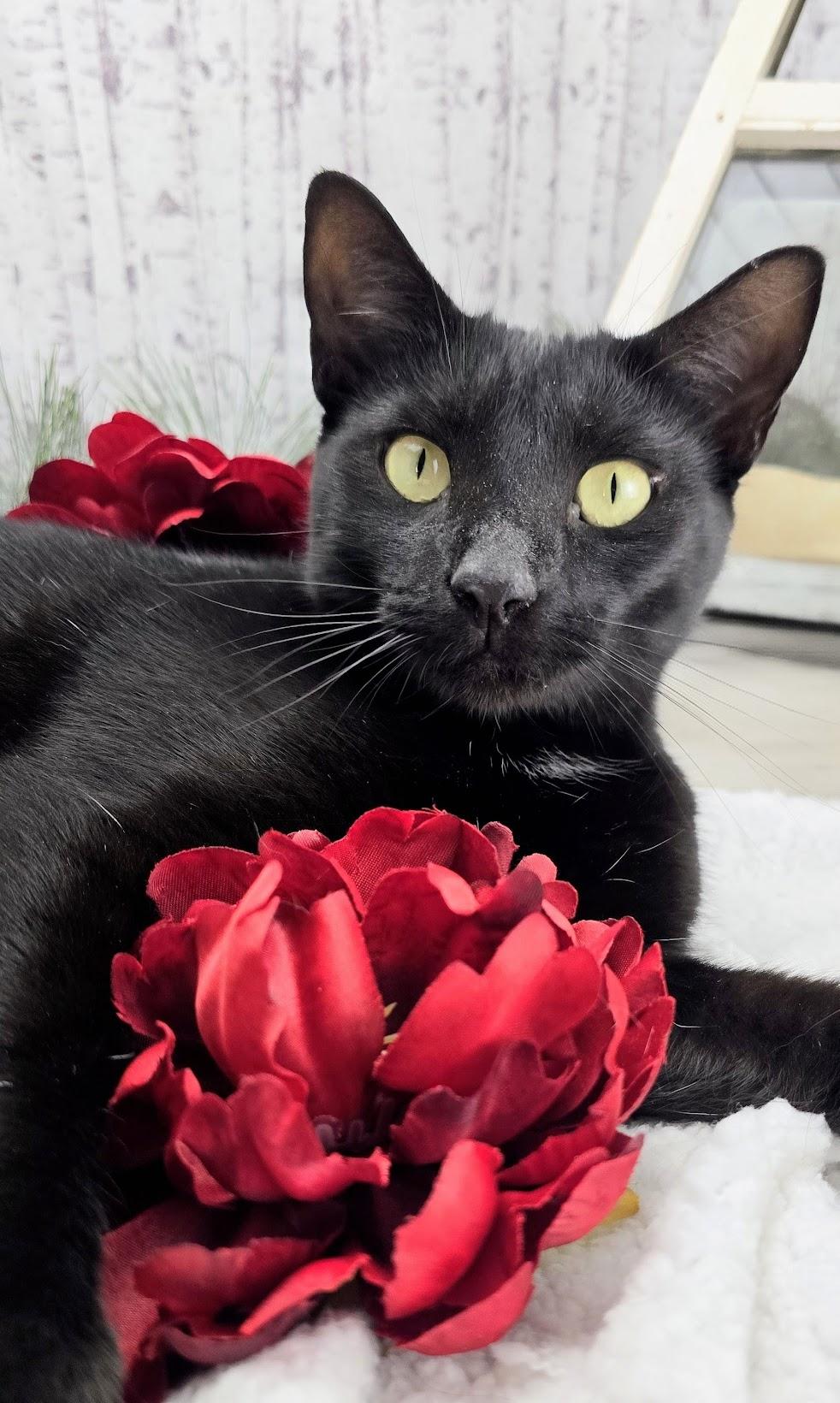 Enlarge Maya, a Adoptable Domestic Short Hair in Ocean Springs, MS image 2/5