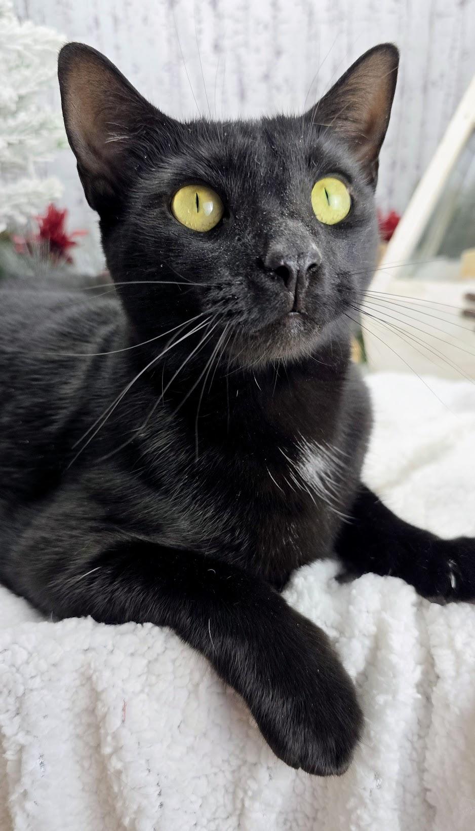 Enlarge Maya, a Adoptable Domestic Short Hair in Ocean Springs, MS image 4/5