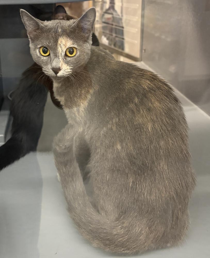 Enlarge Cayenne, a Adoptable Domestic Short Hair in Orlando, FL image 1/3