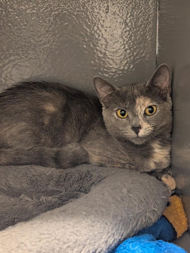 Enlarge Cayenne, a Adoptable Domestic Short Hair in Orlando, FL image 2/3