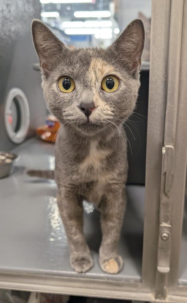 Enlarge Cayenne, a Adoptable Domestic Short Hair in Orlando, FL image 3/3