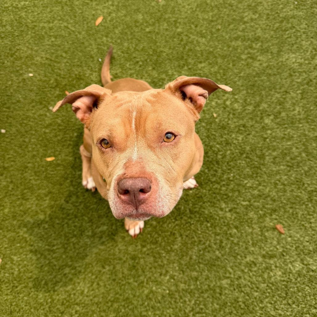 Maybell, Adoptable, Adult Female Mixed Breed.