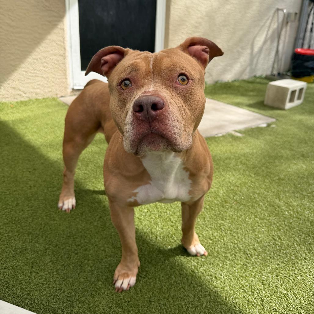 Enlarge Maybell, a Adoptable Mixed Breed in Titusville, FL image 2/6