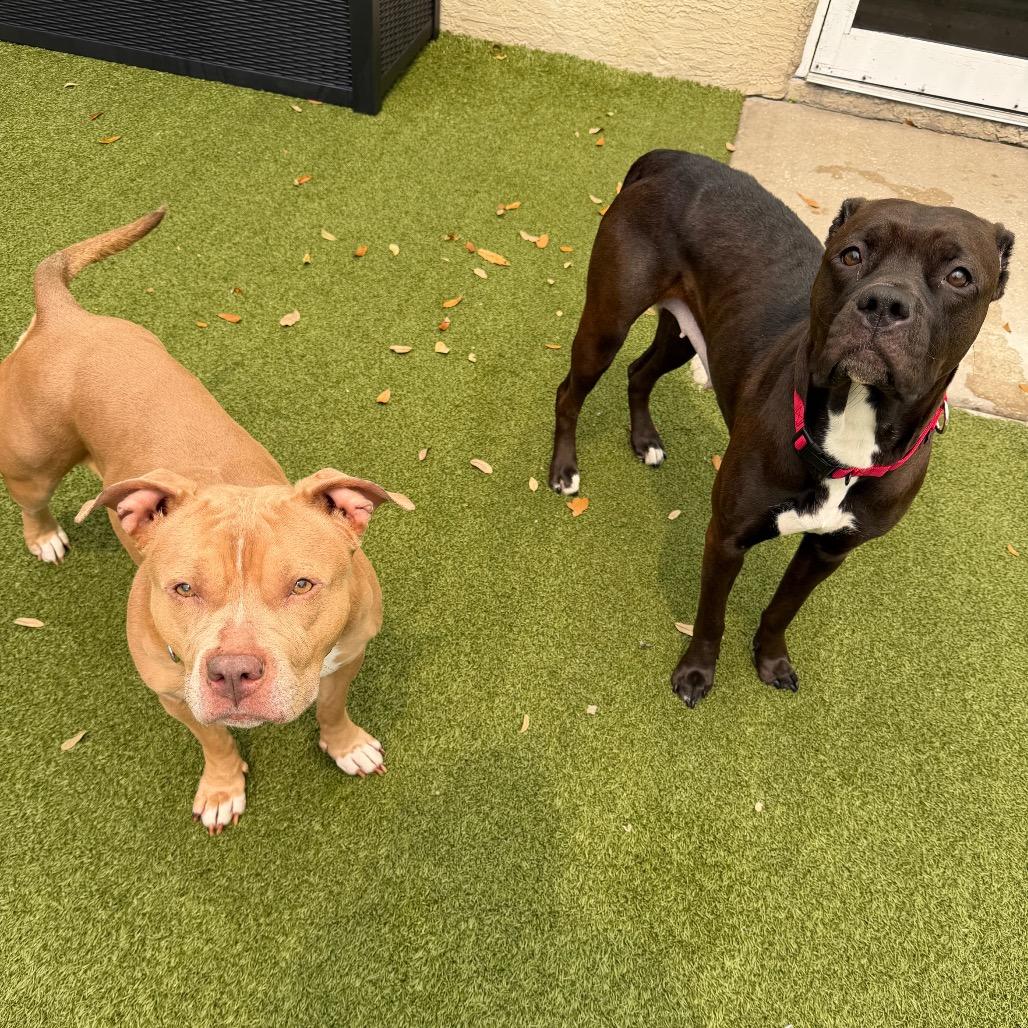 Enlarge Maybell, a Adoptable Mixed Breed in Titusville, FL image 3/6