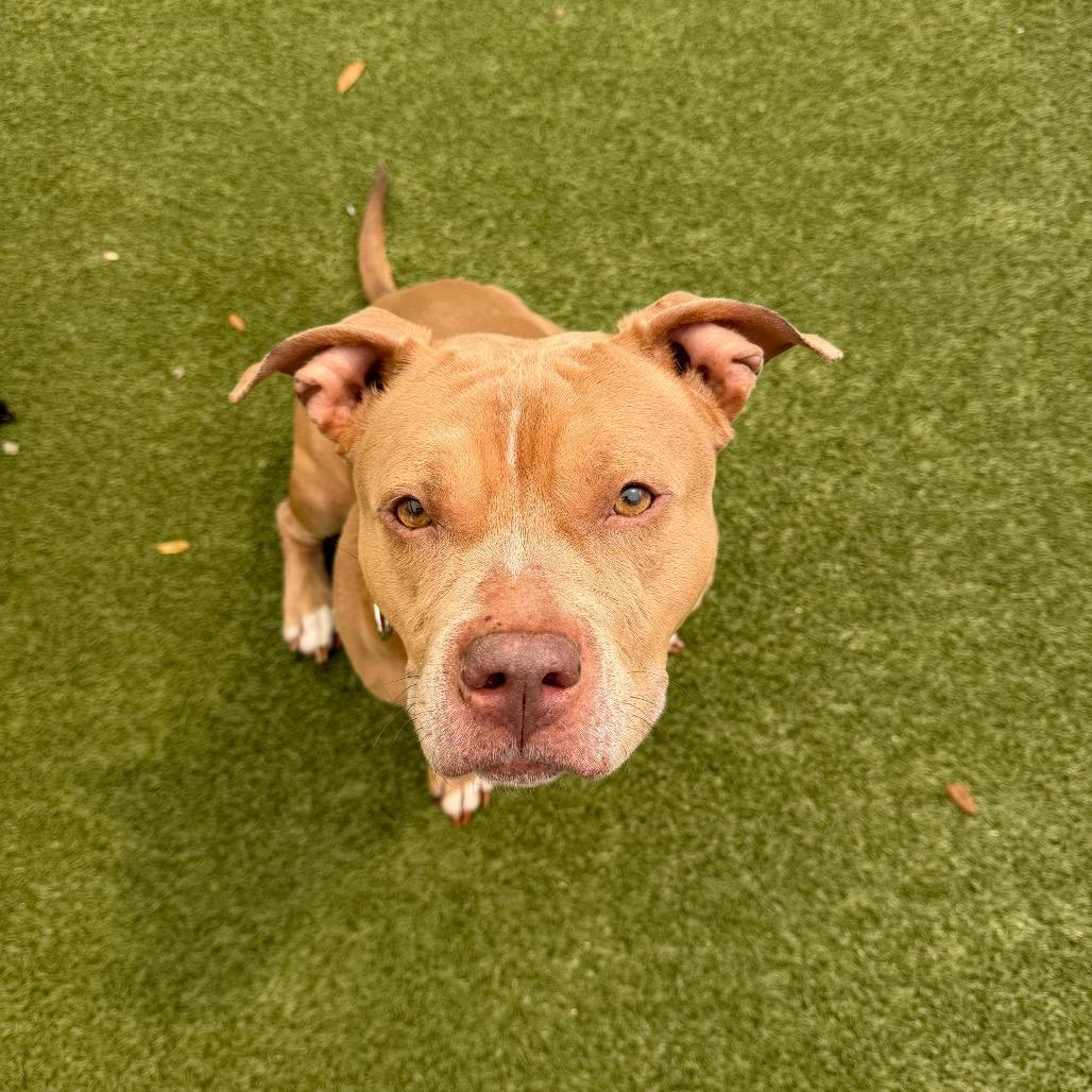 Enlarge Maybell, a Adoptable Mixed Breed in Titusville, FL image 4/6