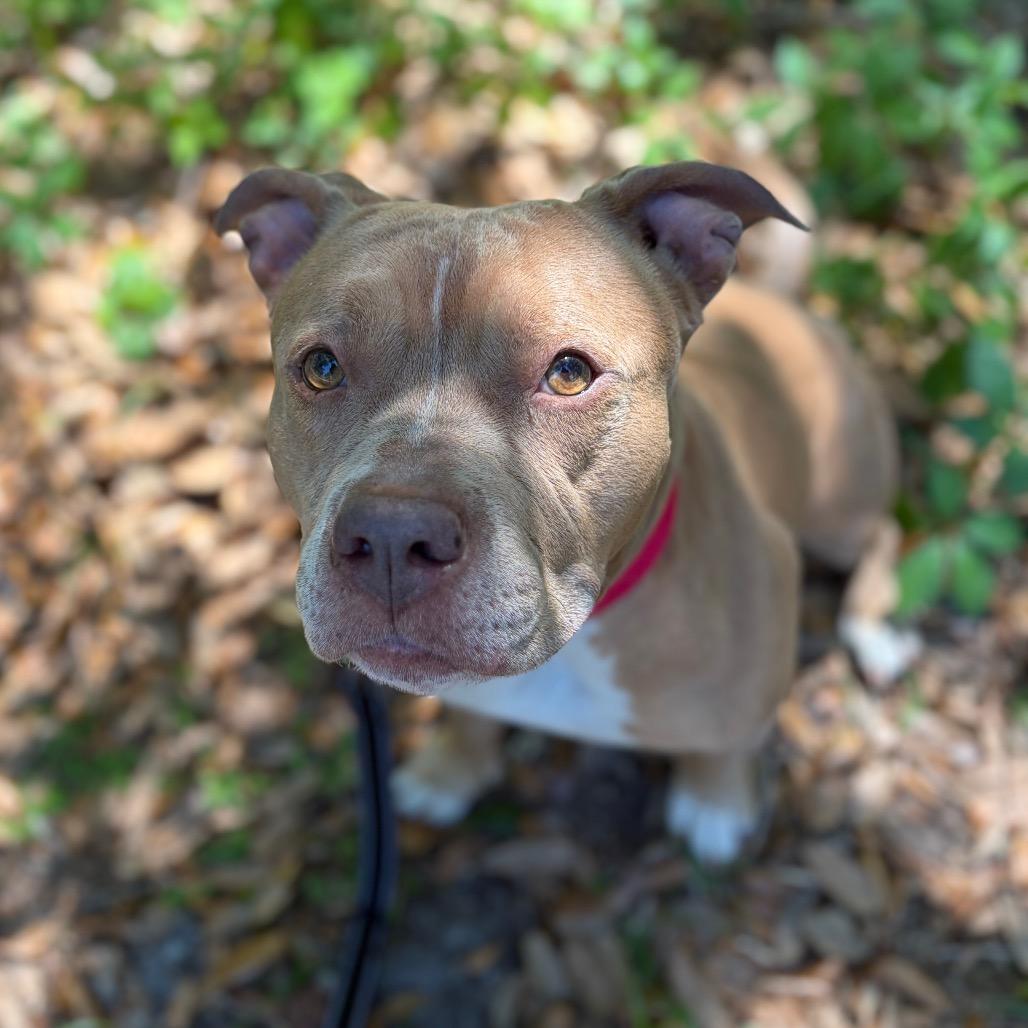 Enlarge Maybell, a Adoptable Mixed Breed in Titusville, FL image 5/6