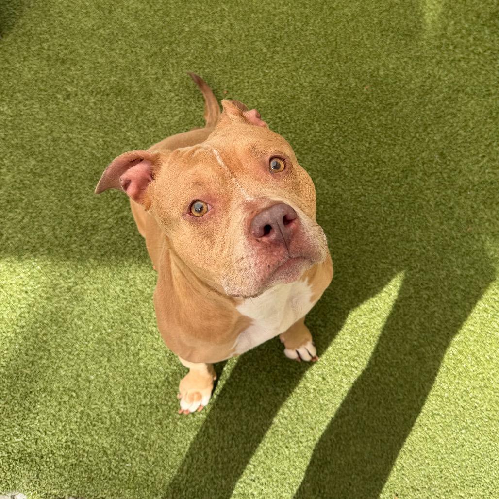 Enlarge Maybell, a Adoptable Mixed Breed in Titusville, FL image 6/6