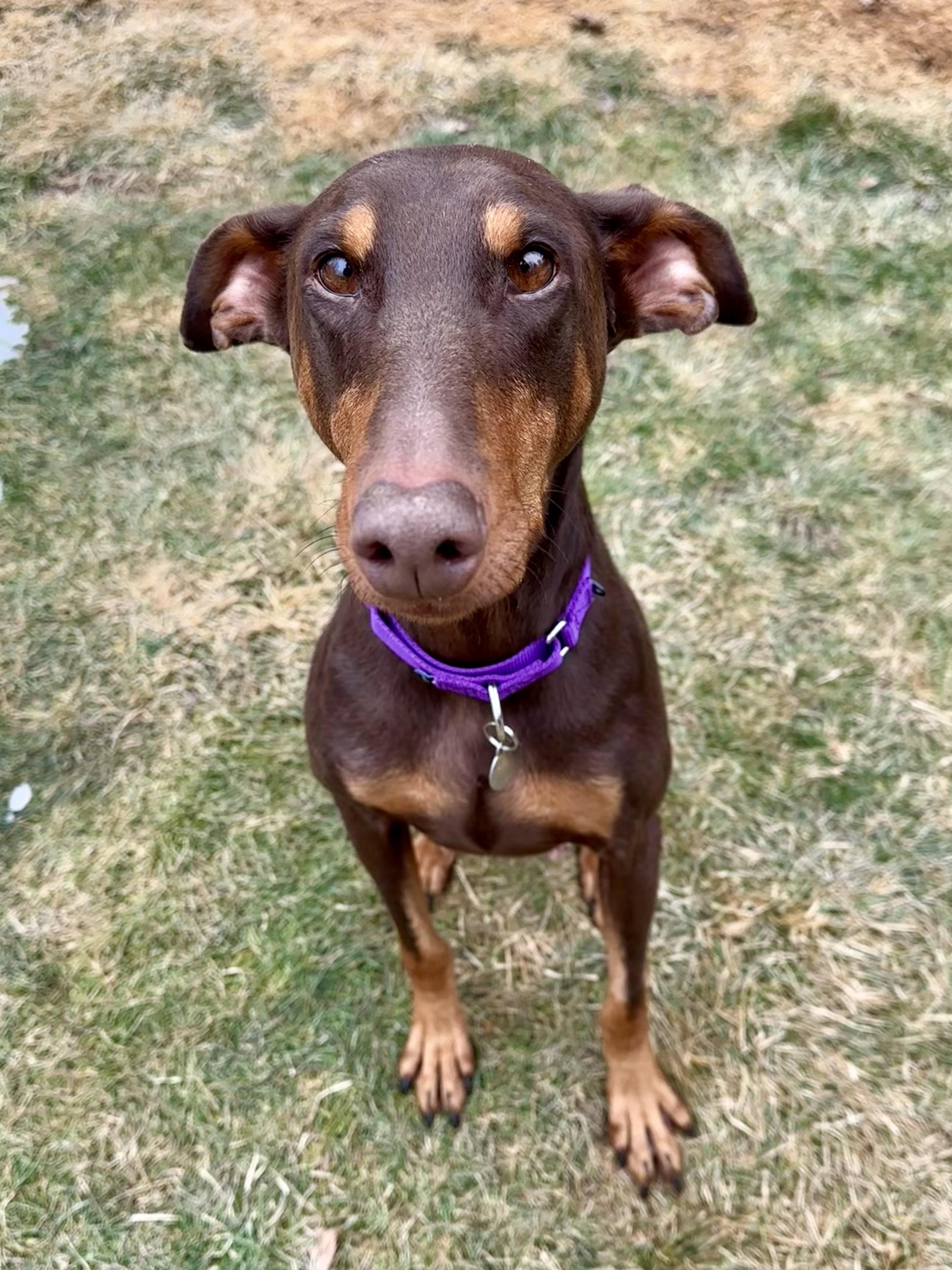 Enlarge Isla, a ADOPTABLE Doberman Pinscher in Louisville, KY image 6/6