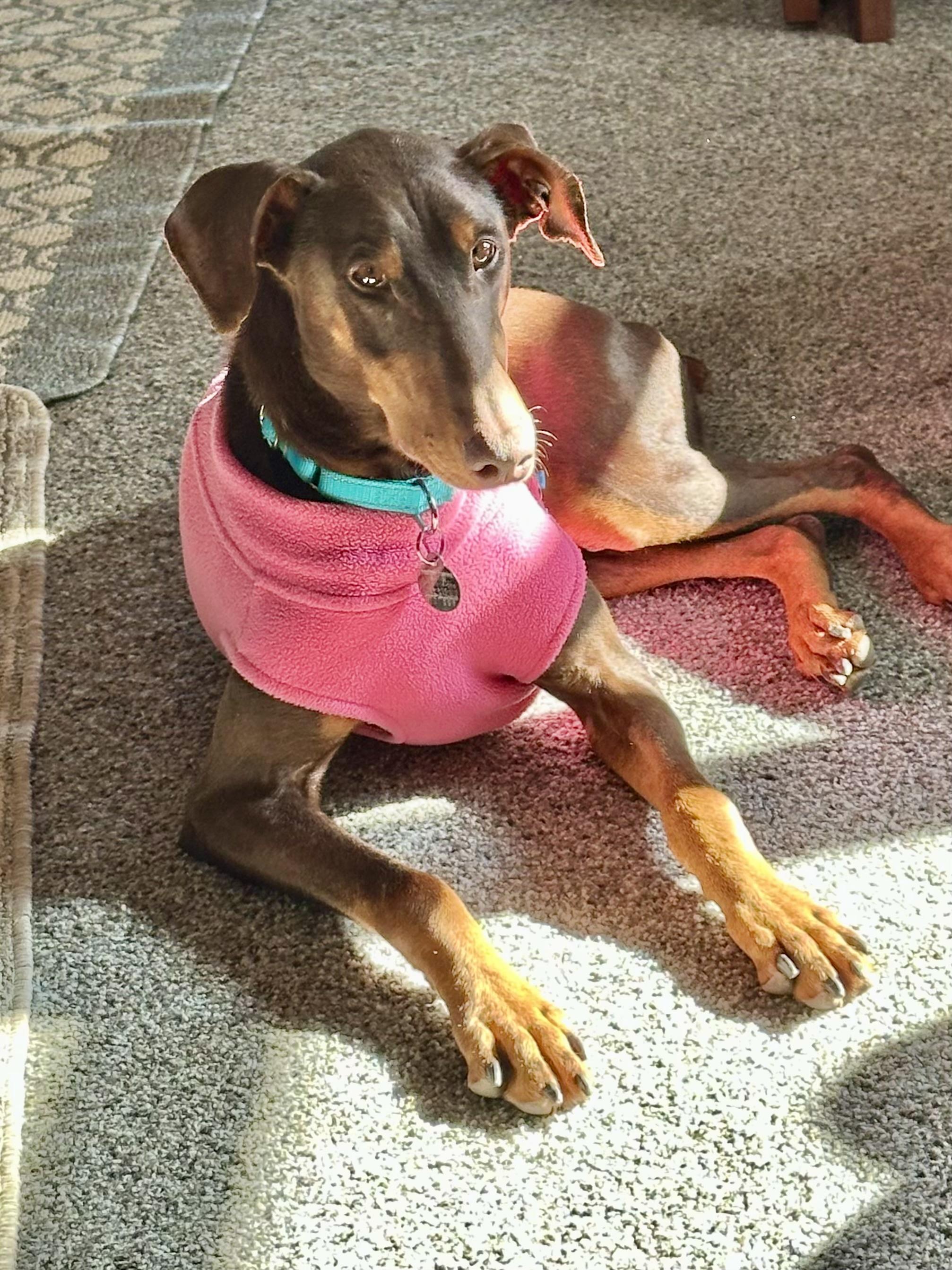 Enlarge Isla, a ADOPTABLE Doberman Pinscher in Louisville, KY image 2/6