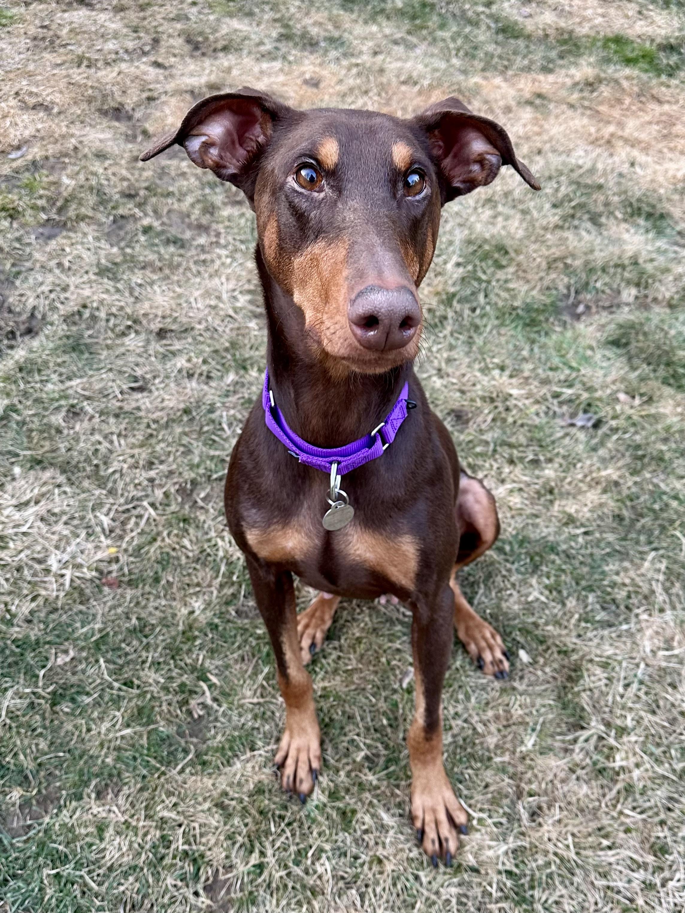 Enlarge Isla, a ADOPTABLE Doberman Pinscher in Louisville, KY image 3/6