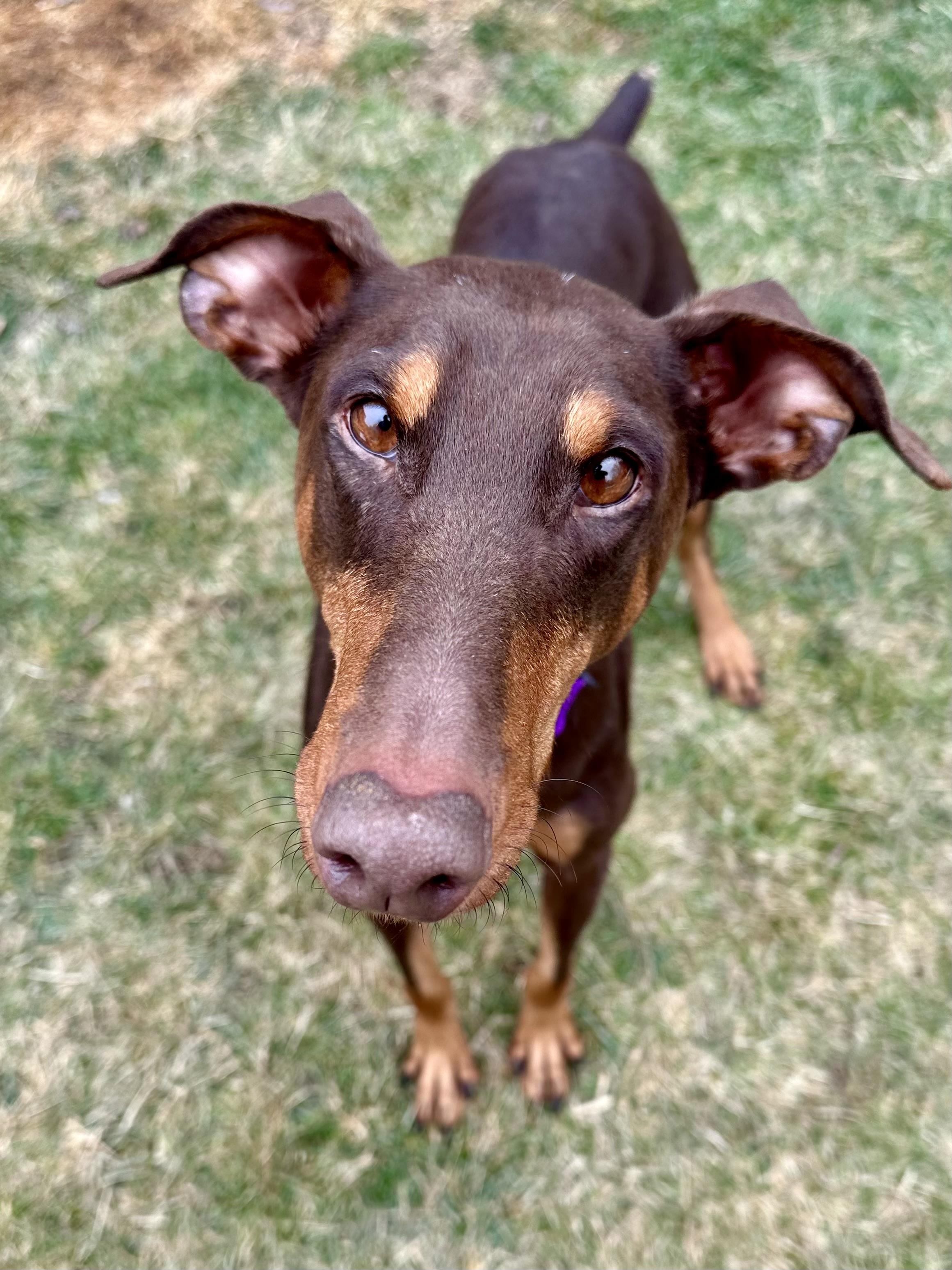 Isla, ADOPTABLE, Adult Female Doberman Pinscher.