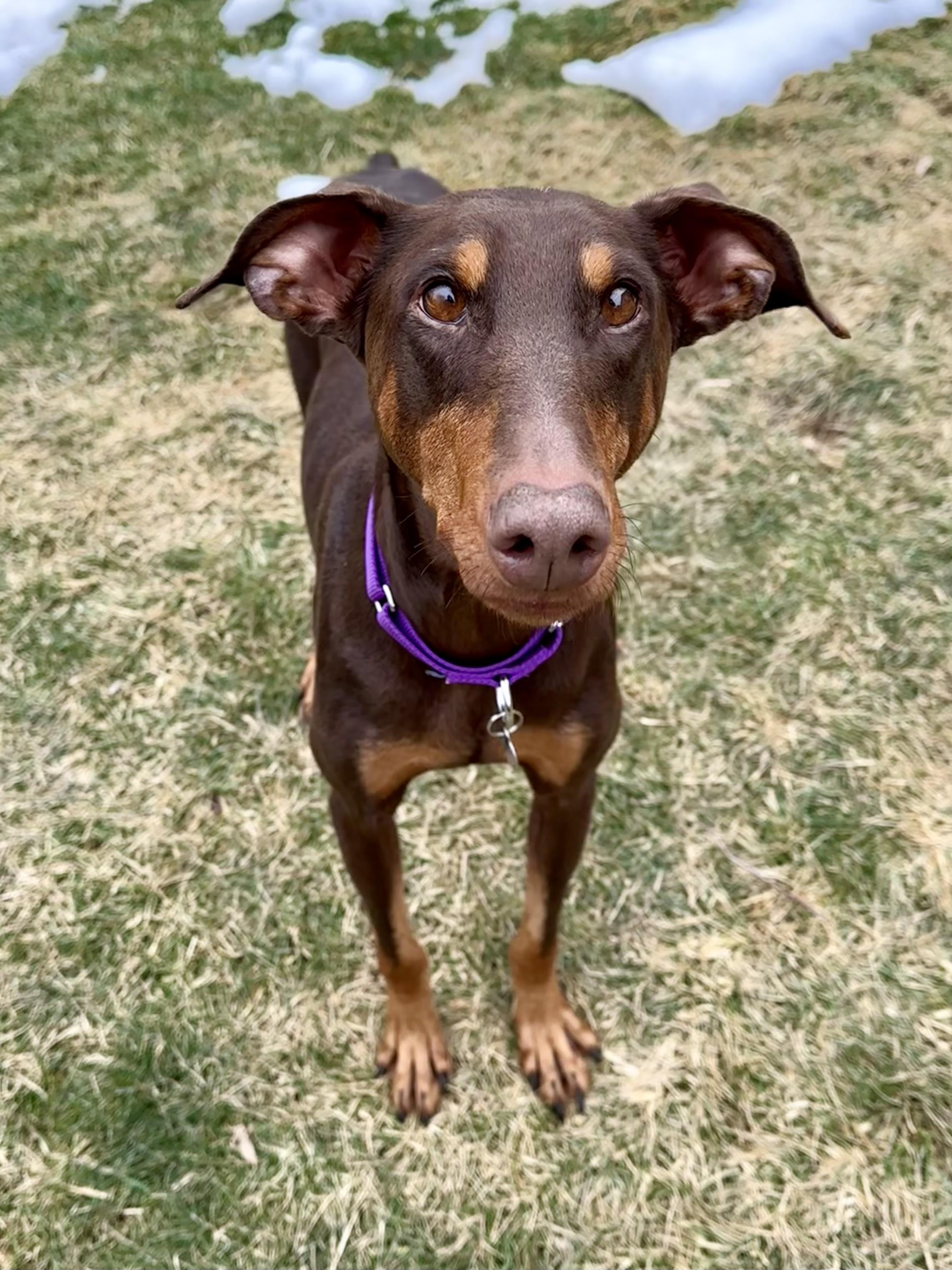 Enlarge Isla, a ADOPTABLE Doberman Pinscher in Louisville, KY image 4/6