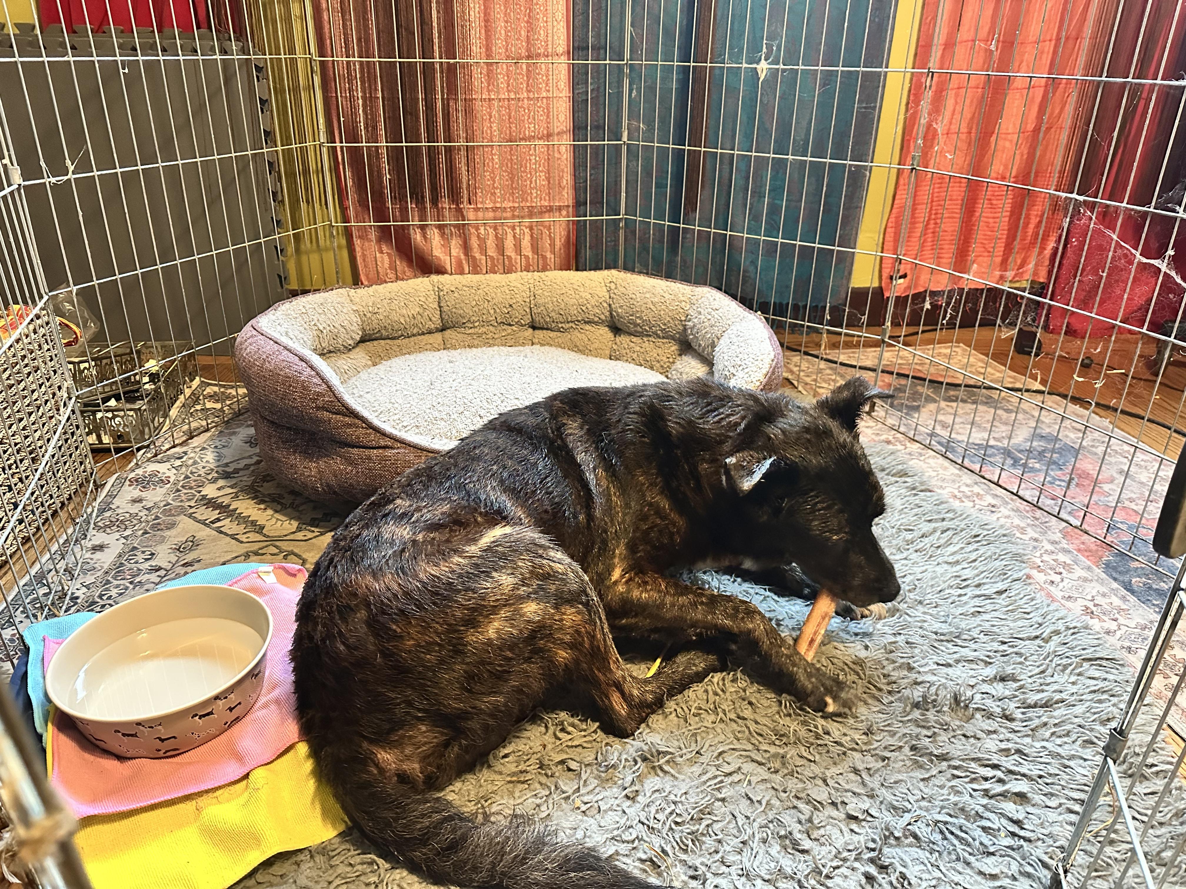 Enlarge Timber 0125, a Adoptable mixed breed in Sonora, CA image 5/6