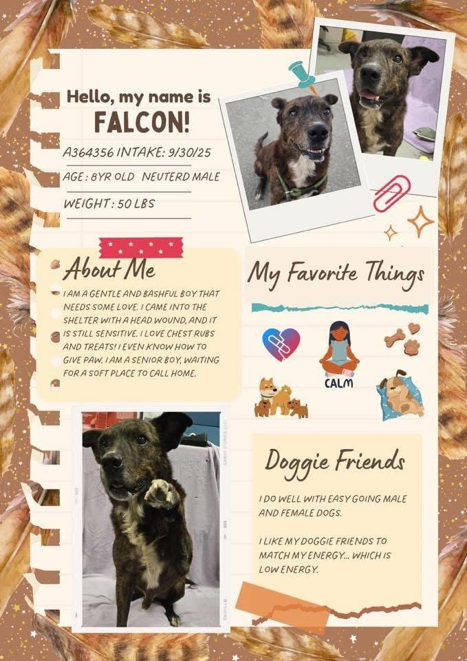 Enlarge Timber 0125, a Adoptable mixed breed in Sonora, CA image 6/6