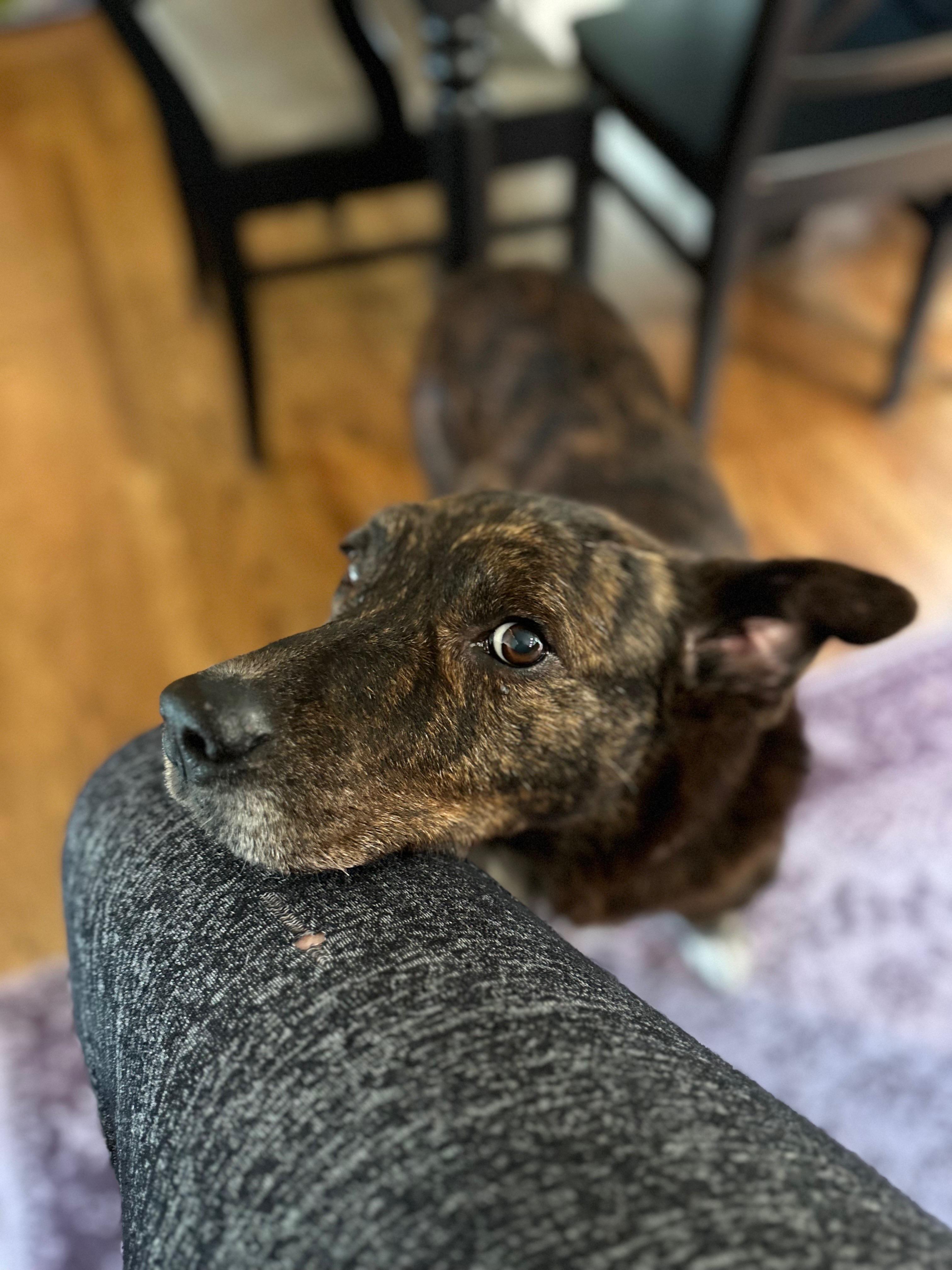 Enlarge Timber 0125, a Adoptable mixed breed in Sonora, CA image 3/6