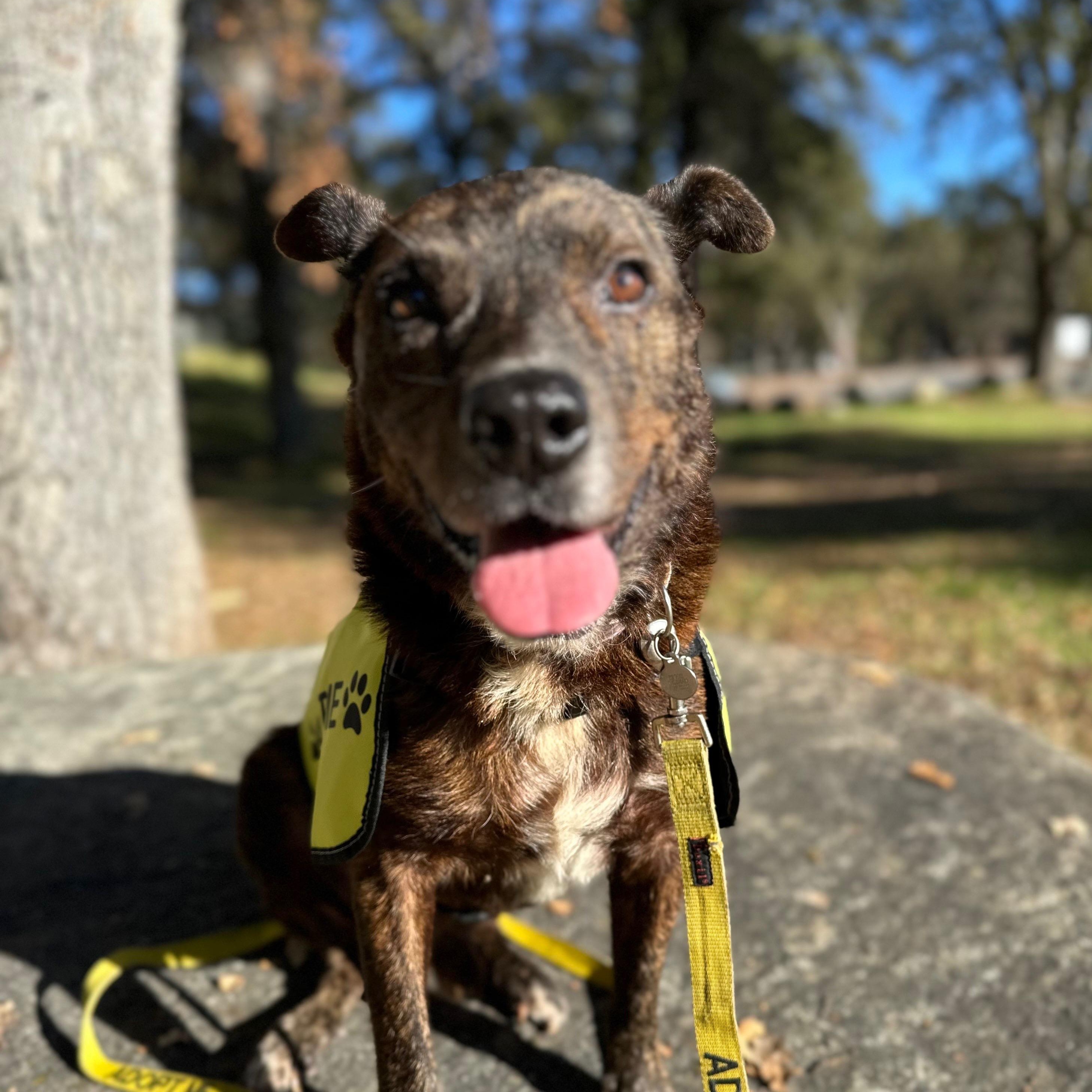 Enlarge Timber 0125, a Adoptable mixed breed in Sonora, CA image 1/6