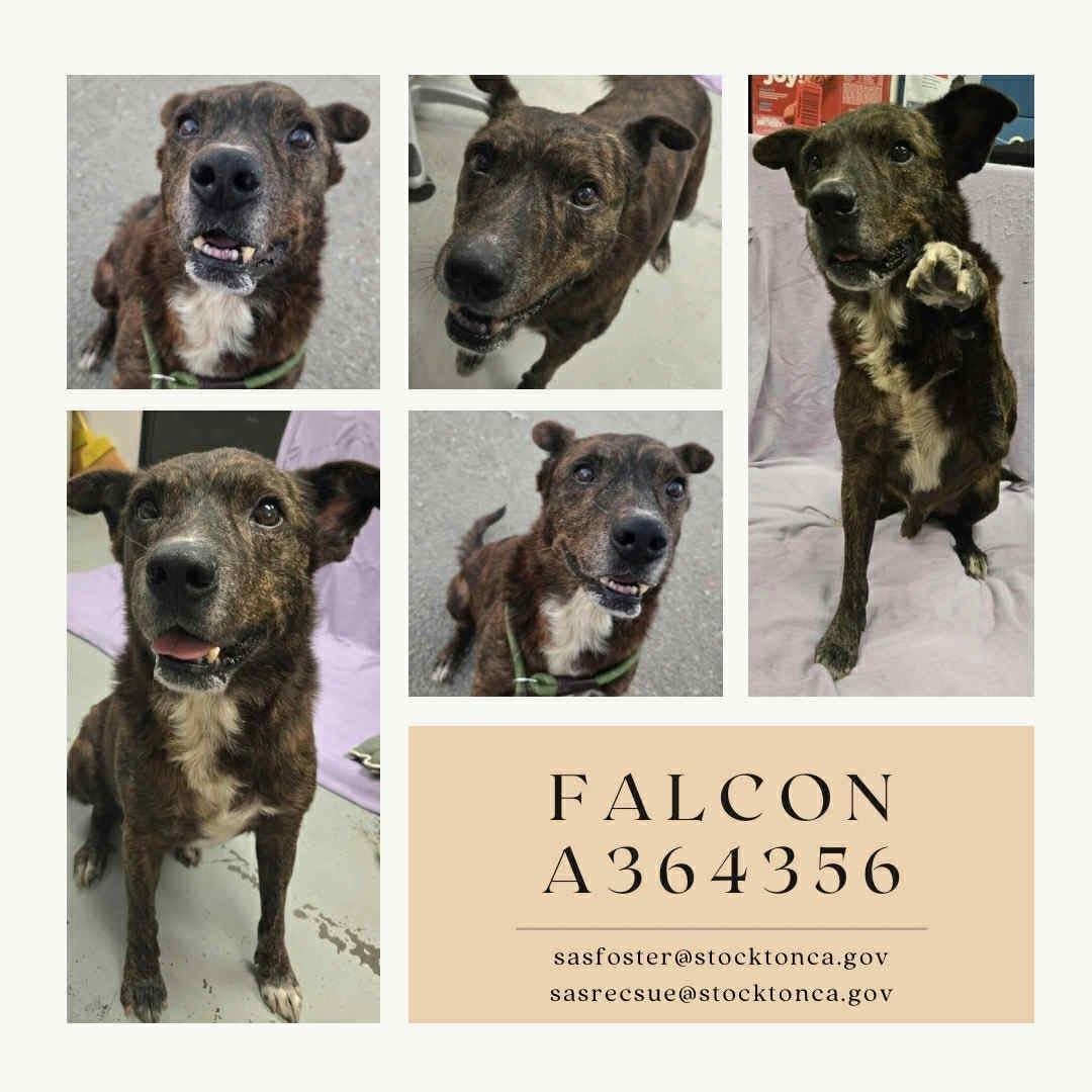 Enlarge Timber 0125, a Adoptable mixed breed in Sonora, CA image 4/6