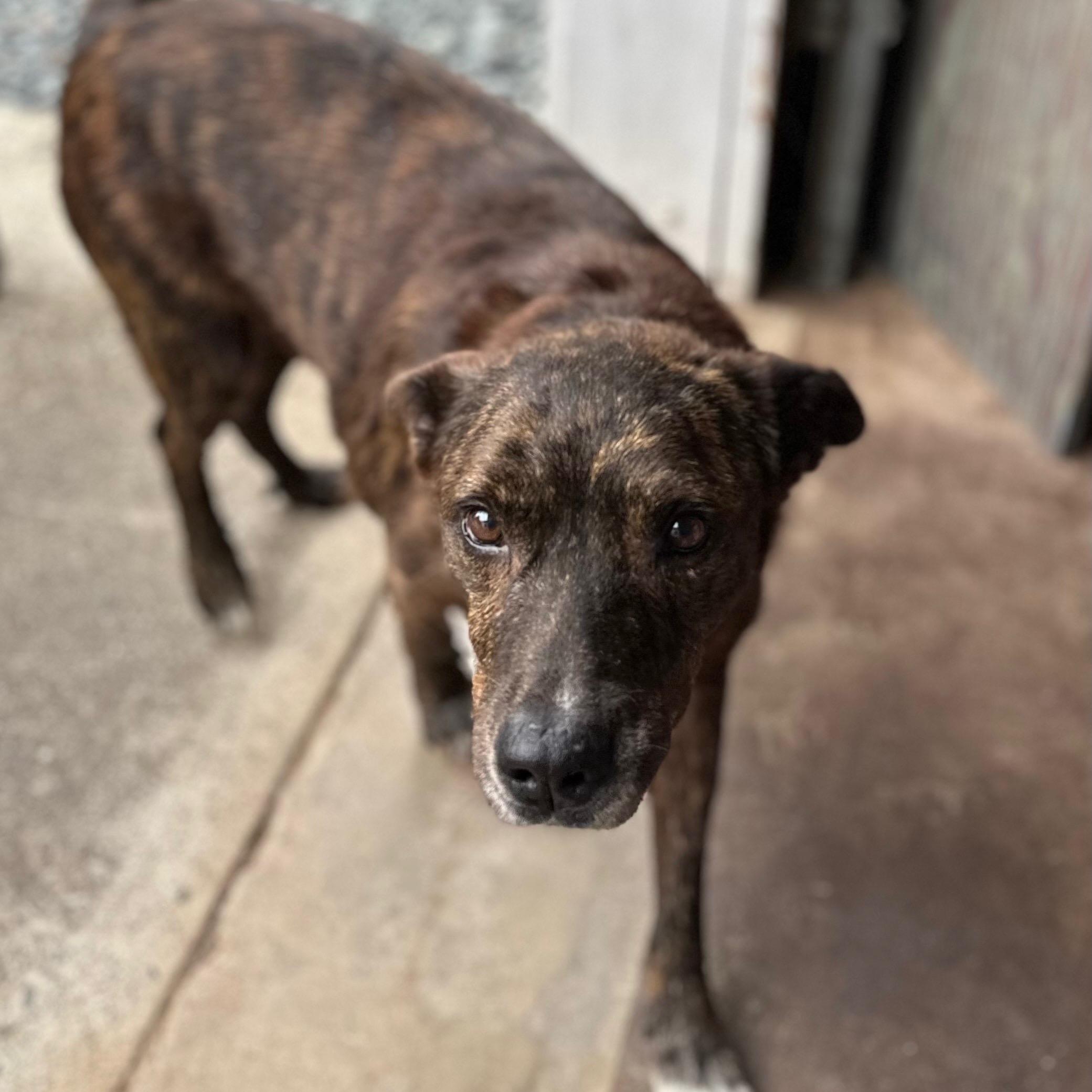 Enlarge Timber 0125, a Adoptable mixed breed in Sonora, CA image 2/6