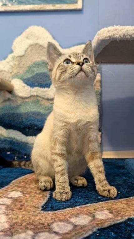 Enlarge Syrax, a Adopted mixed breed in Beaverton, OR image 2/2