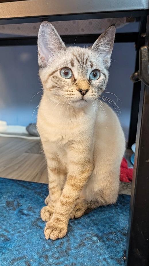 Syrax, Adopted, Kitten Female Domestic Short Hair & Siamese.