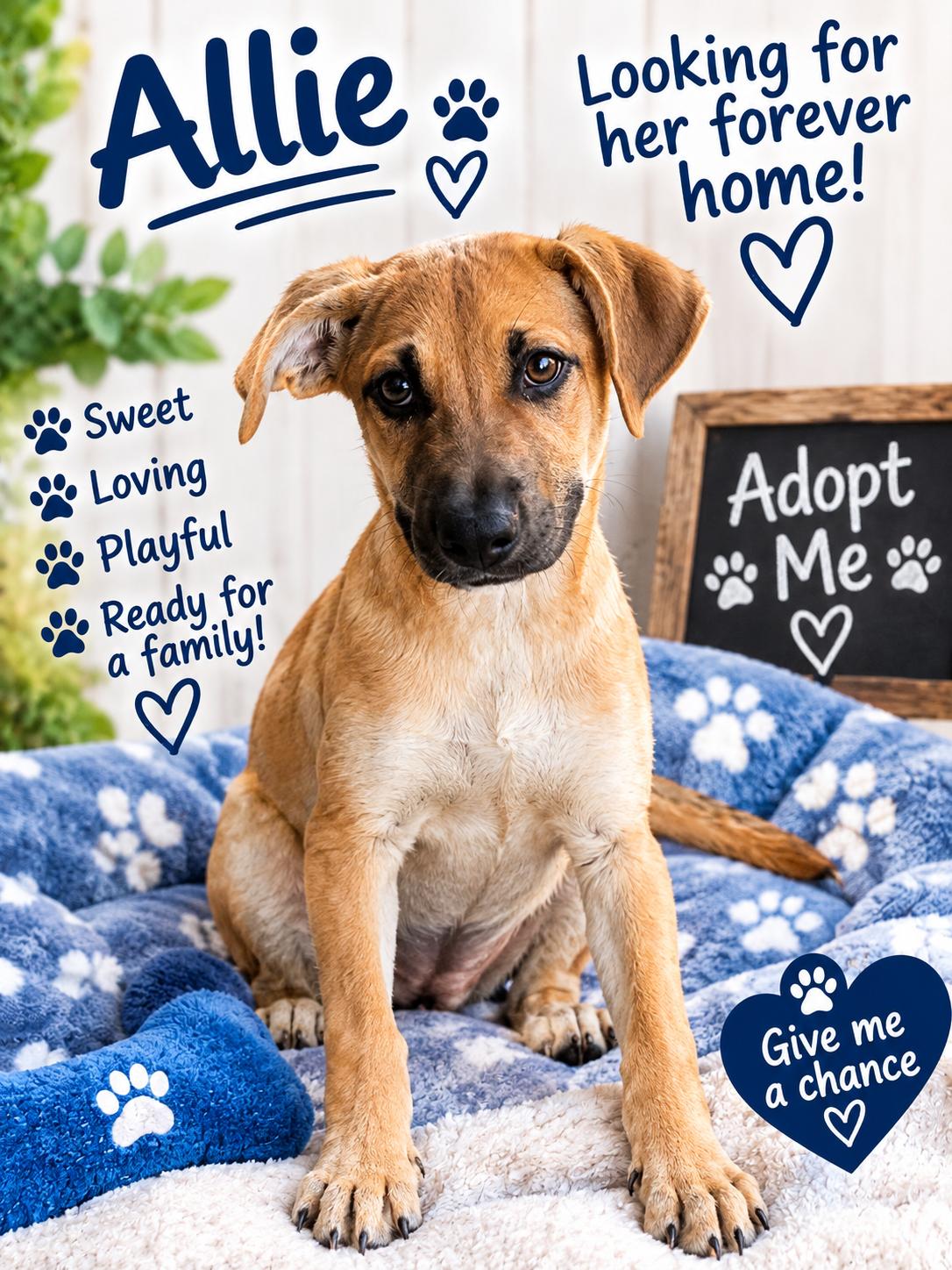 Allie, Adoptable, Young Female Mixed Breed.