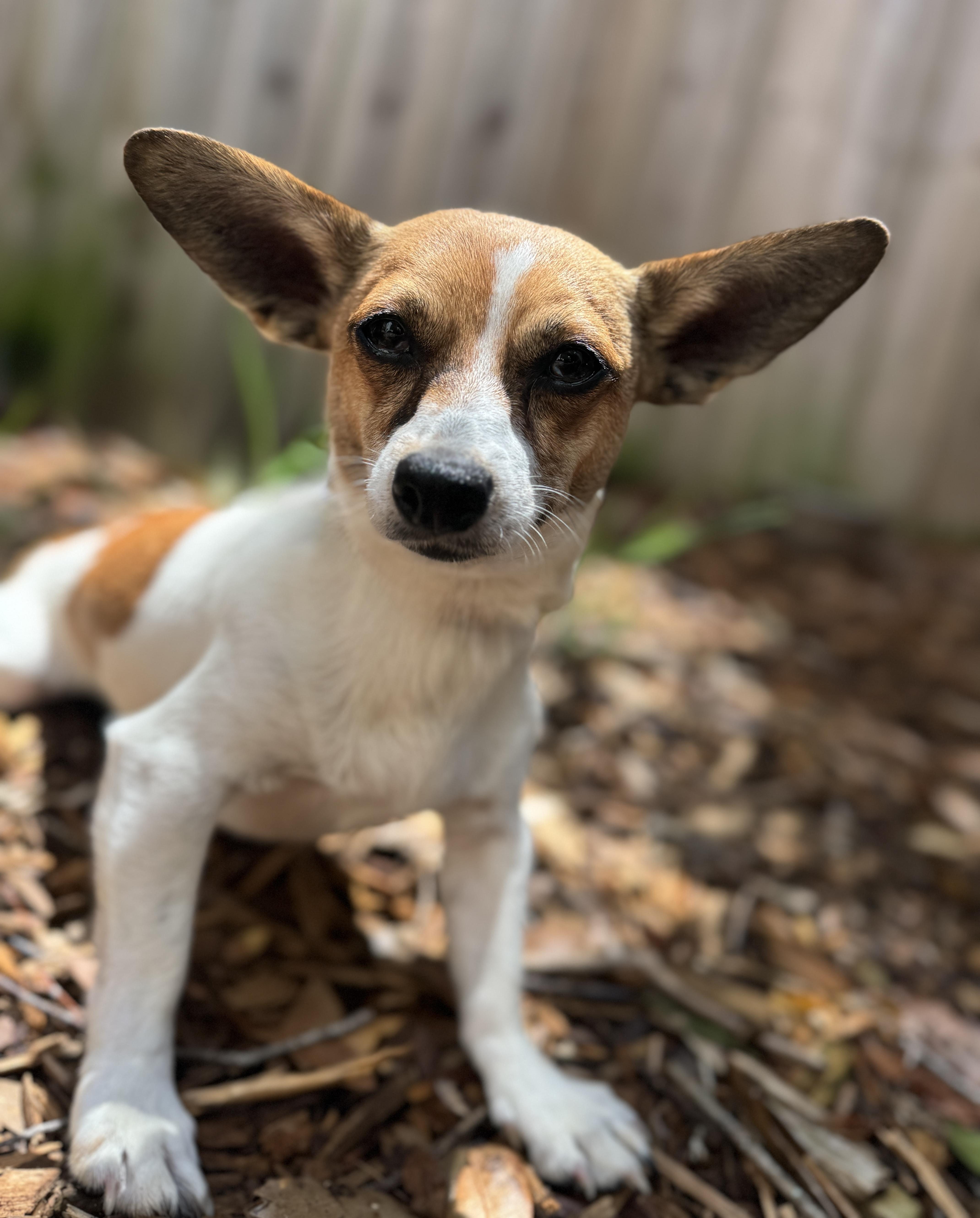 Enlarge Theo, an adopted mixed breed in Navarre, FL image 2/5
