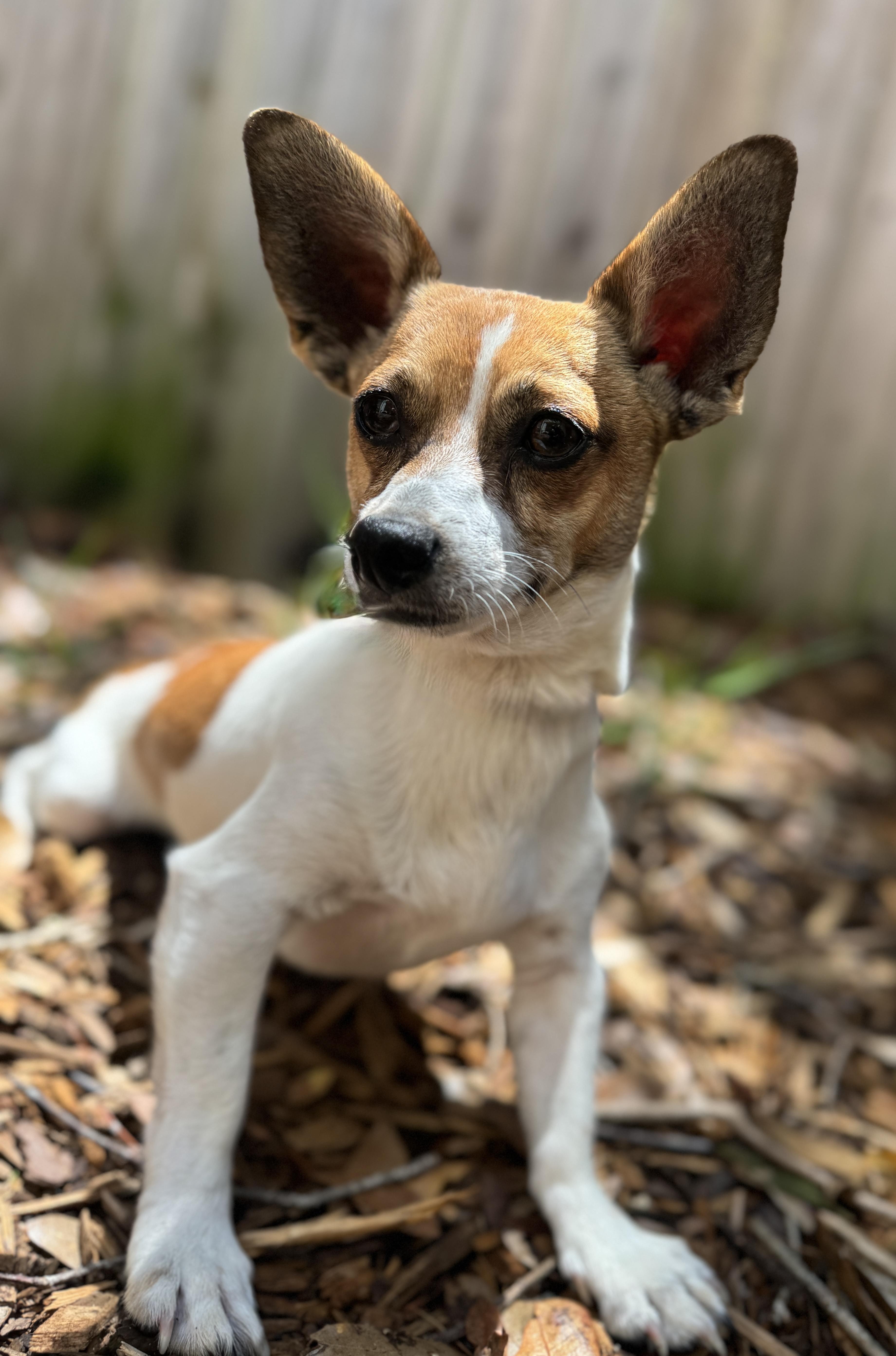 Enlarge Theo, an adopted mixed breed in Navarre, FL image 4/5