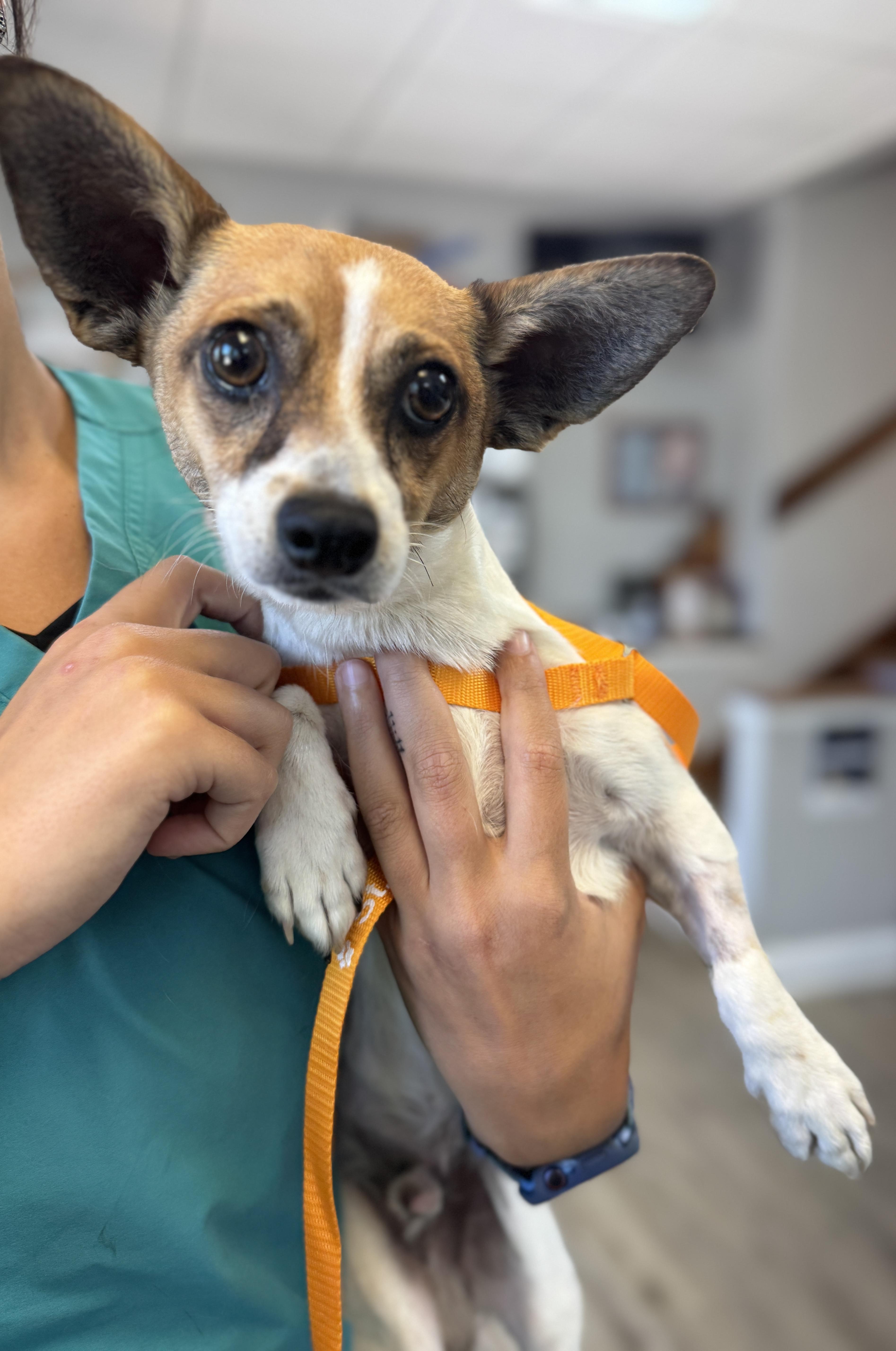 Theo, adopted, Young Male Chihuahua.
