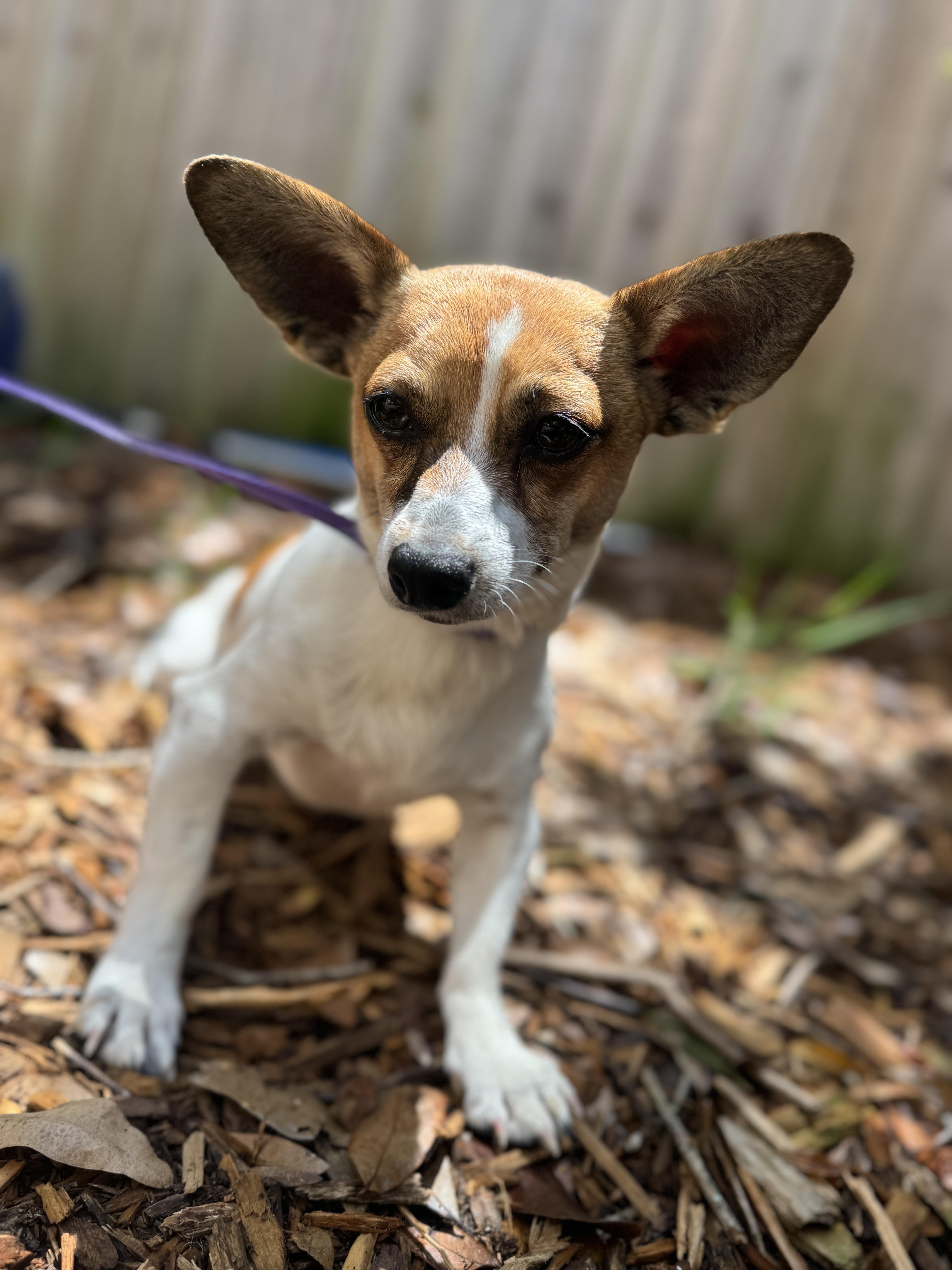Enlarge Theo, an adopted mixed breed in Navarre, FL image 3/5