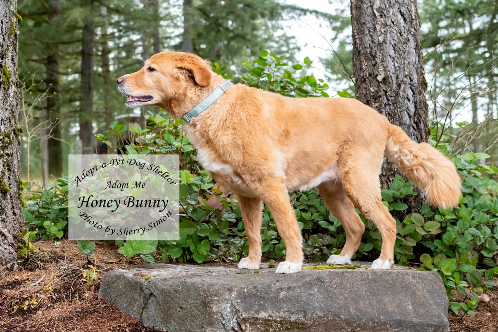 Enlarge HONEY BUNNY, an adopted mixed breed in Shelton, WA image 3/6
