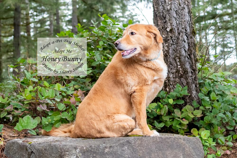 Enlarge HONEY BUNNY, an adopted mixed breed in Shelton, WA image 5/6