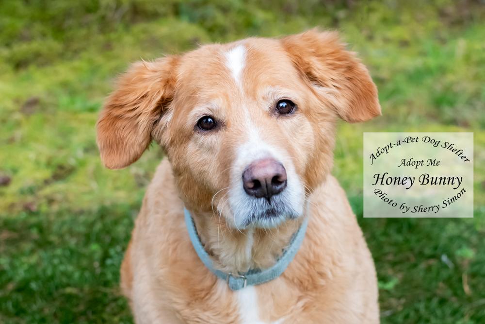HONEY BUNNY, adopted, Senior Female Golden Retriever & Collie.