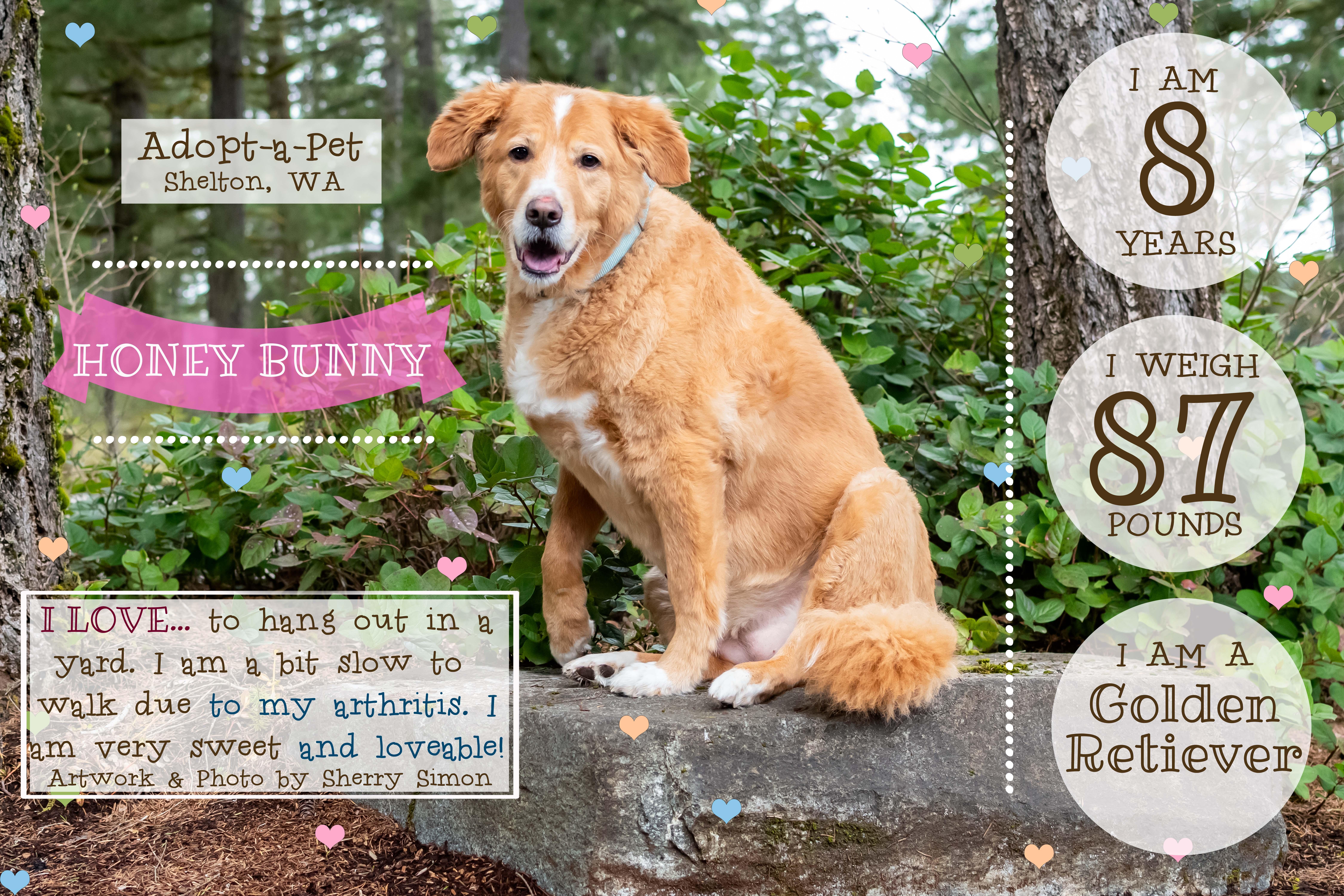 Enlarge HONEY BUNNY, an adopted mixed breed in Shelton, WA image 2/6