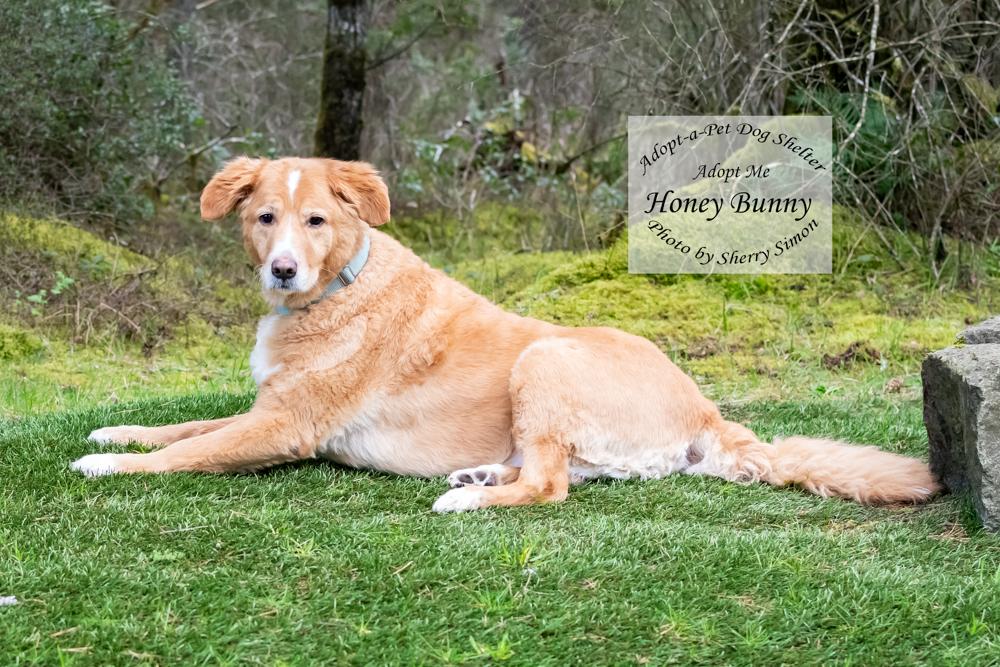 Enlarge HONEY BUNNY, an adopted mixed breed in Shelton, WA image 4/6
