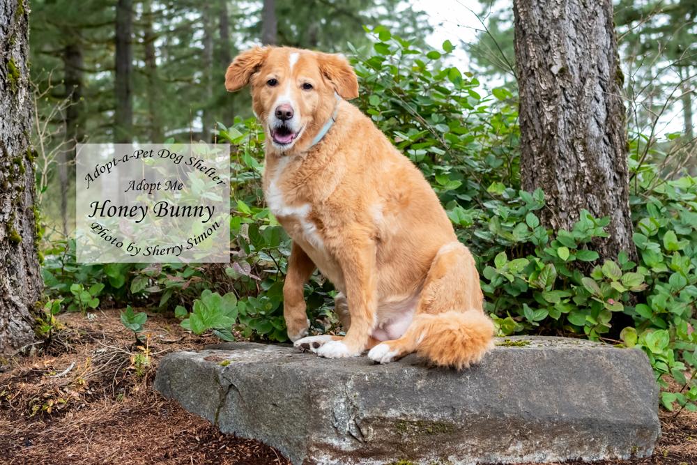 Enlarge HONEY BUNNY, an adopted mixed breed in Shelton, WA image 6/6